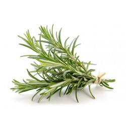 Vendita online Rosmarino Biologico Siciliano