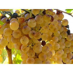 Passito di Pantelleria Fortified wine