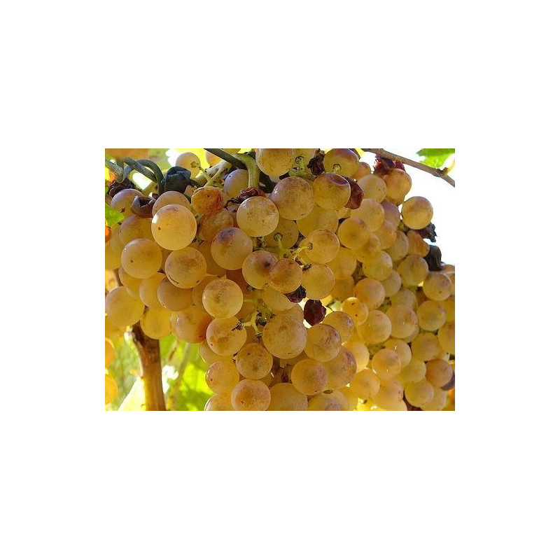 Vendita online vino liquoroso passito siciliano donnadicoppe igp Vendita online vino liquoroso passito siciliano donnadicoppe igp