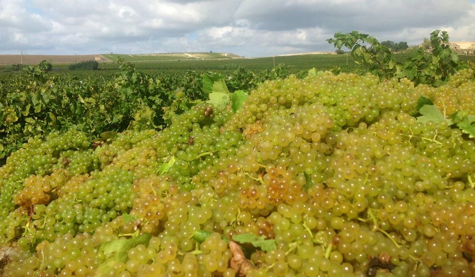 Vendita online vini siciliani cantina funaro spedizione in tutto il mondo